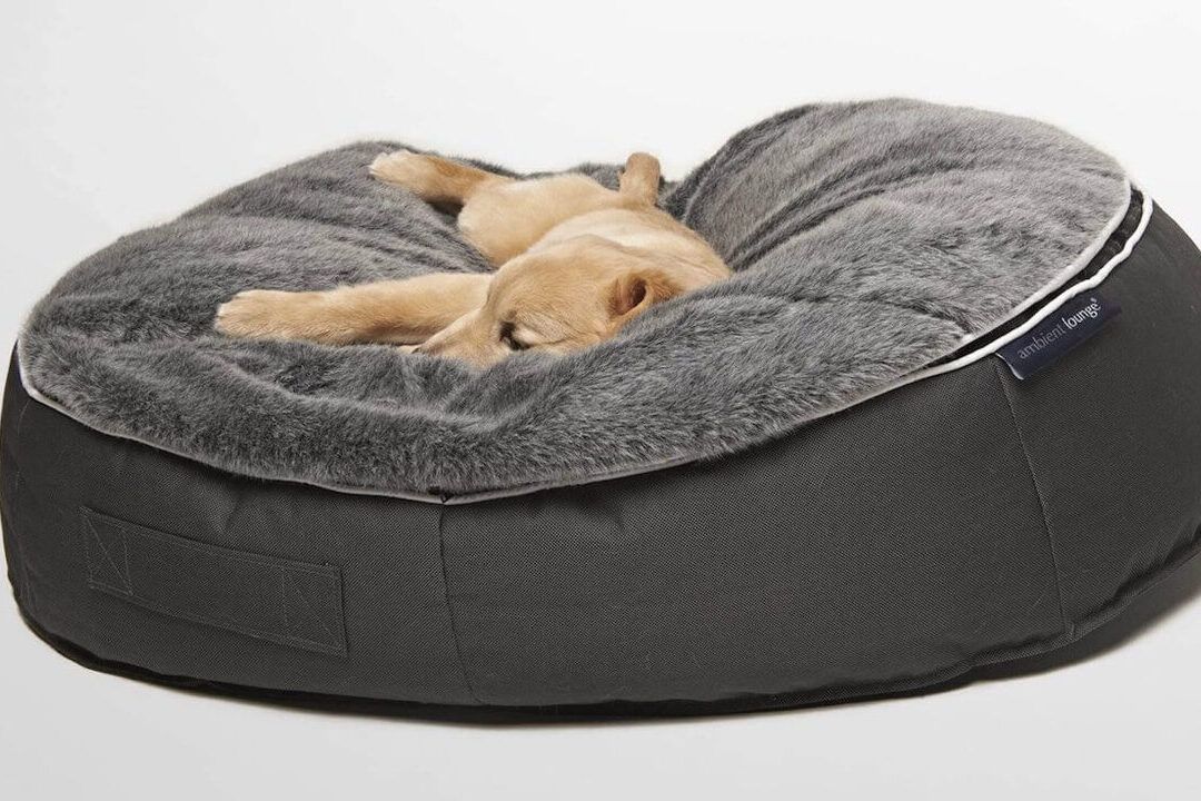 Как выбрать лежак для собаки