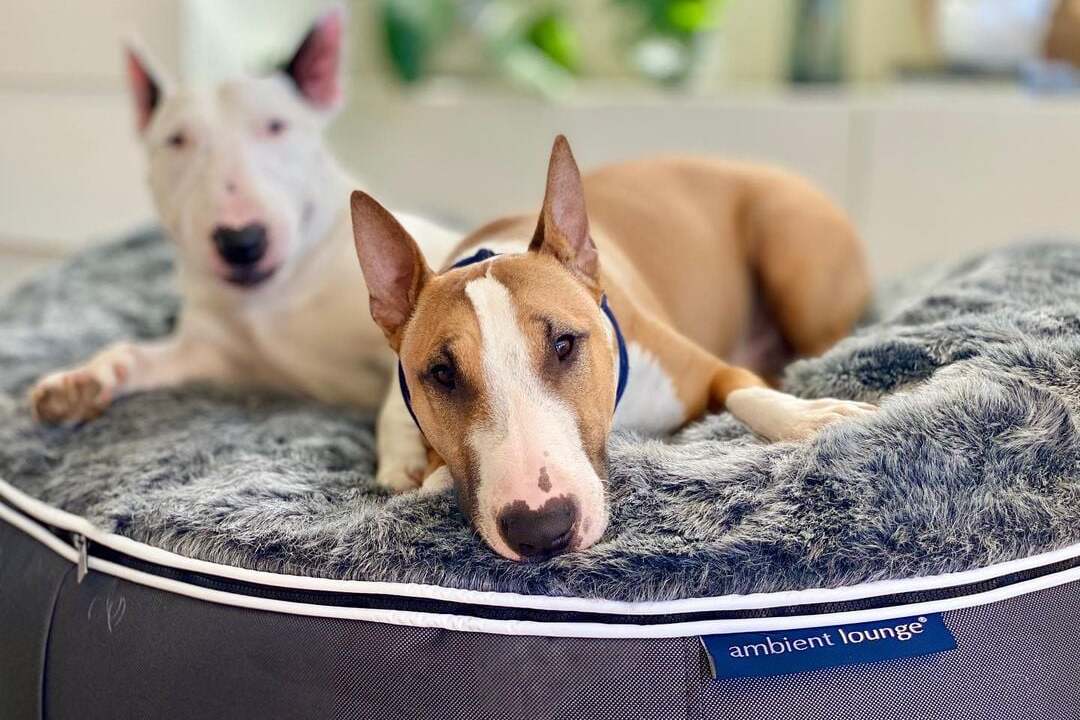 Премиум лежак для собаки