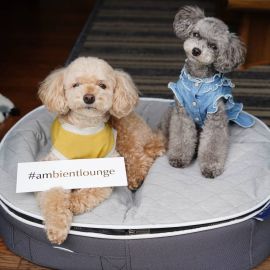 Лежак для собак Pet Lounge Small - ThermoQuilt Grey, Цвет лежака: ThermoQuilt Grey, Размер лежака: S (60см), изображение 2