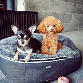 купить лежак для небольшой собаки