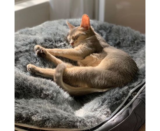 купить лежанку для кошки