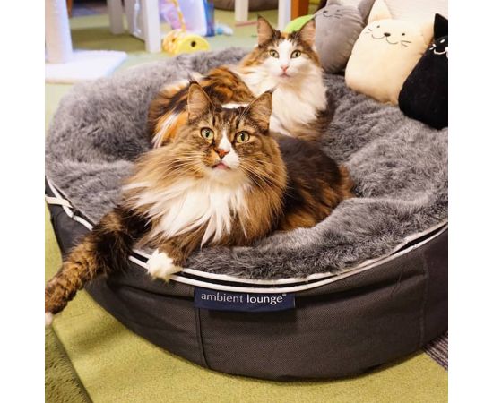 купить лежачок для кошки