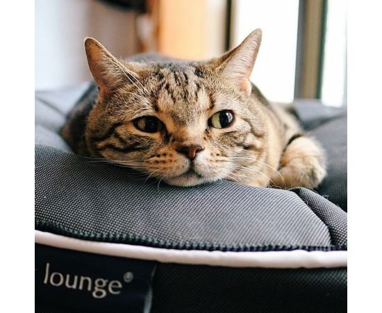 купить лежанку для кошки
